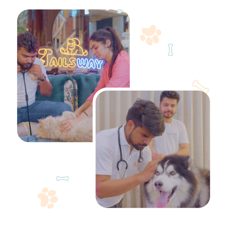 Vet Visit at Home Veterinary Services at Home Tailsway