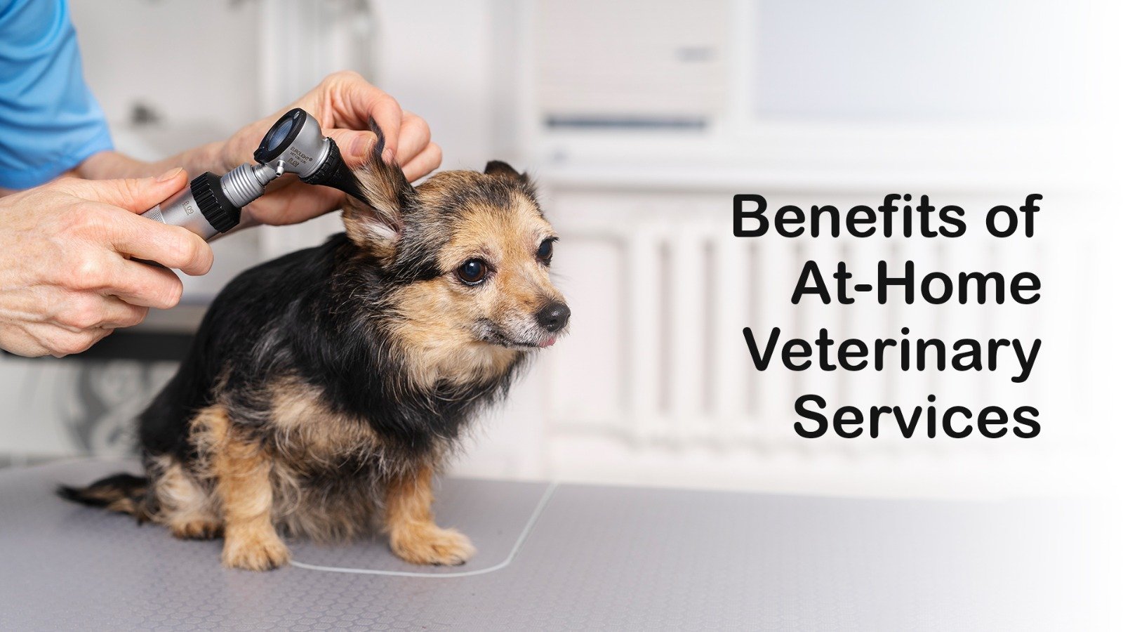 At-Home Veterinary Services